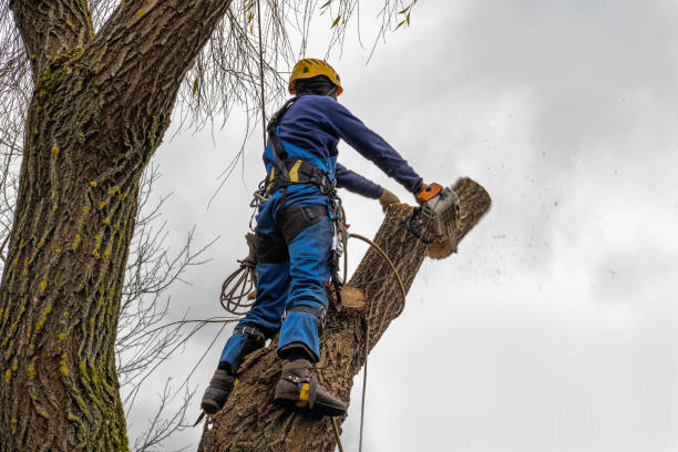 Best Large Tree Removal  in Woodlake, VA